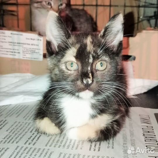 Котенок-девочка ищет дом