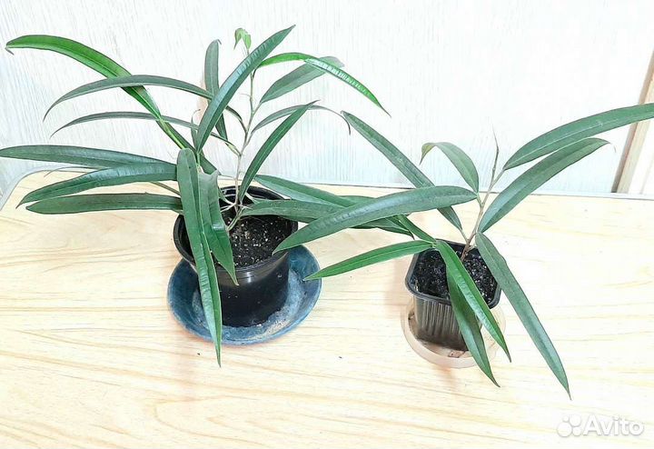 Фикусы разных видов