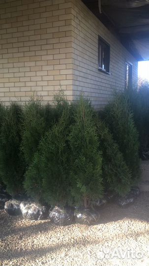 Туя Колумна ель самшит в любом количестве