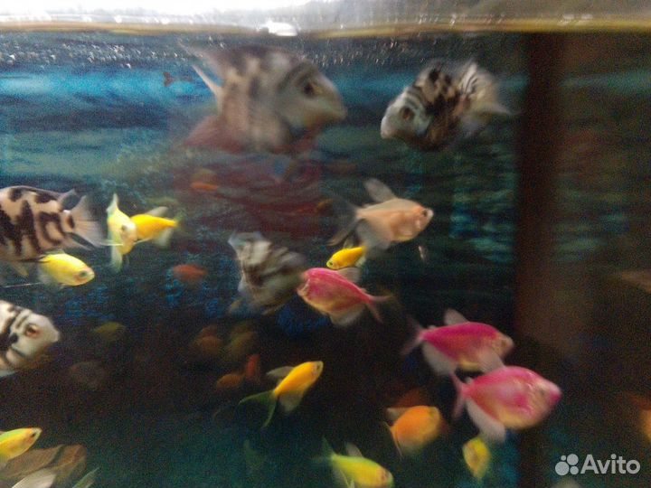 Рыбка сапфировый попугай