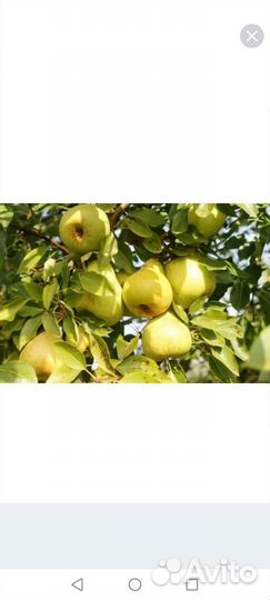 Груши и Яблоки