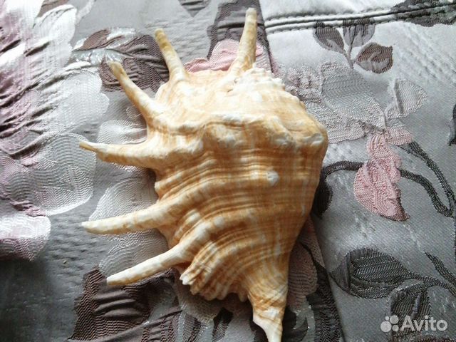 Ракушка из Египта