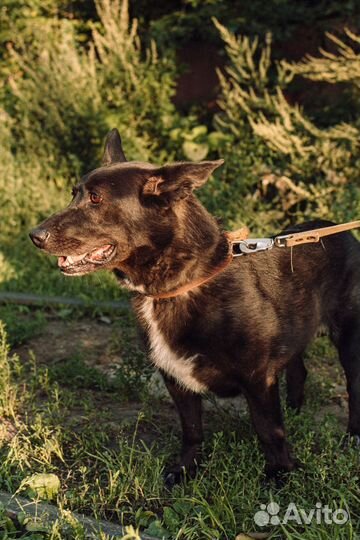 Небольшая собака-компаньон Арья в добрые руки