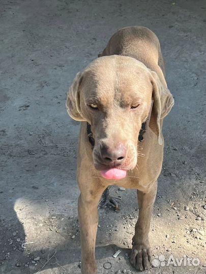 Вейнмаранер в добрые руки