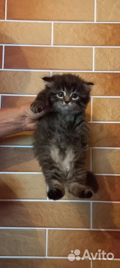 Персидская кошка