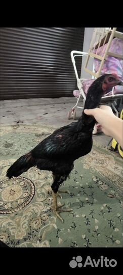 Бойцовая птица