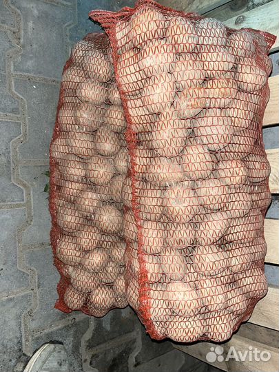 Картофель домашний