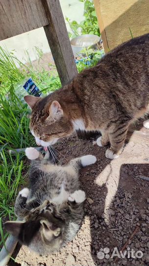 Котята в добрые руки