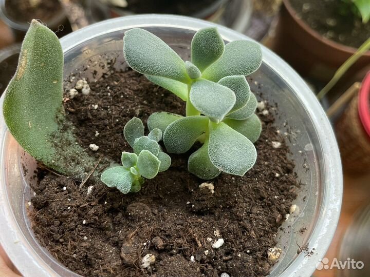 Суккуленты, алоэ (алое), кактус, хлорофитум