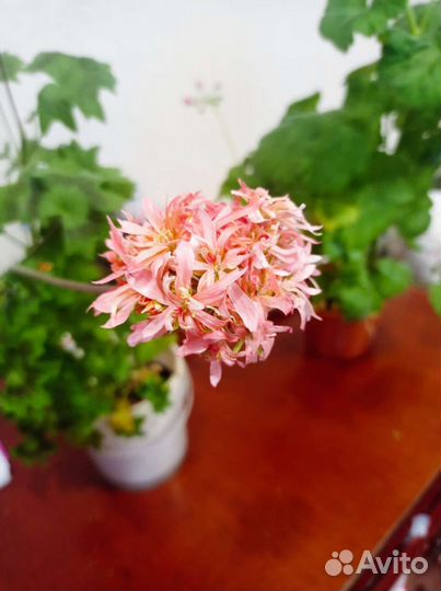 Герань пеларгония