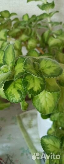 Комнатная мята