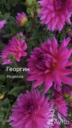 Продажа клубней георгинов
