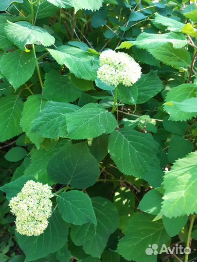 Гортензия, Сирень, Спирея, Малиноклен, пионы