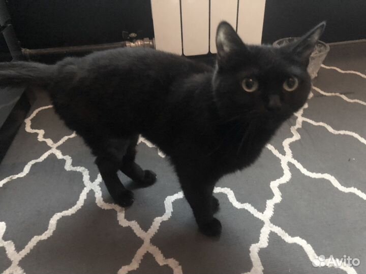 Британская кошка чёрная в дар