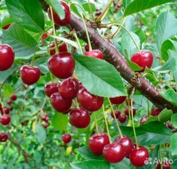 Вишня на ножке