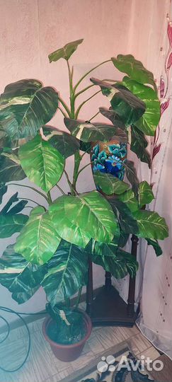 Дифенбахия