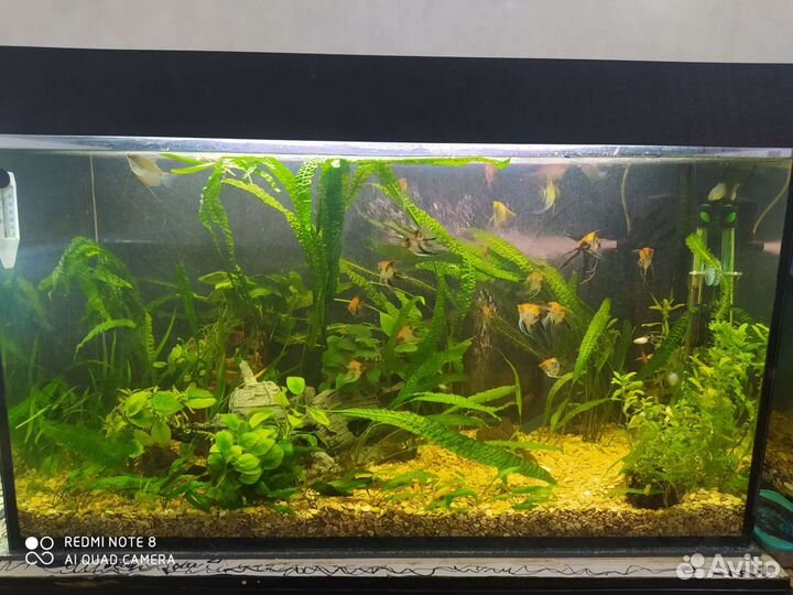 Аквариум со всем содержимым