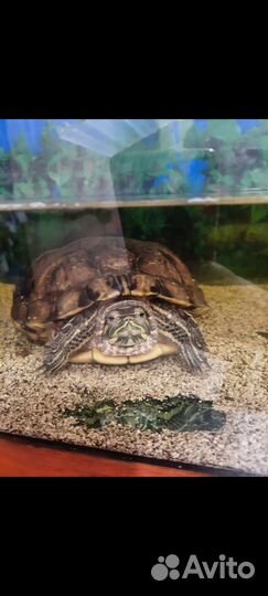 Отдам бесплатно