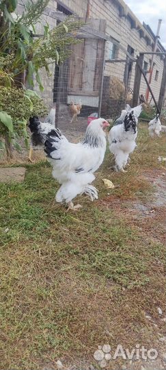 Молодые петушки Брама Светлая колумбийская