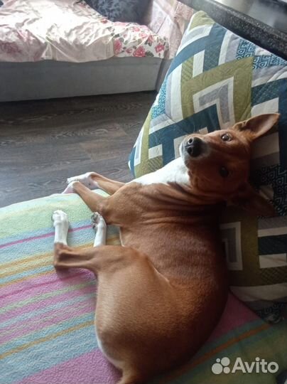 Басенджи вязка