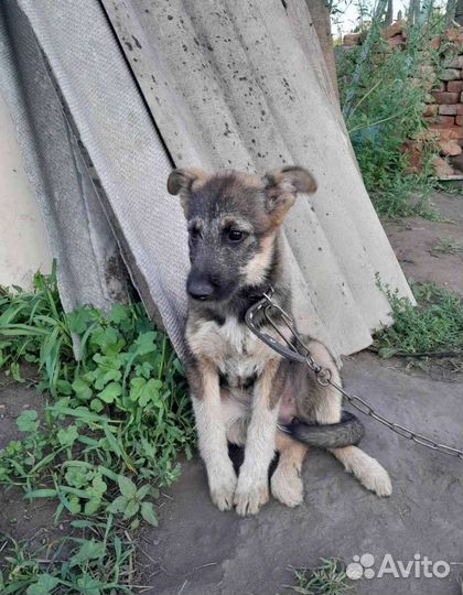 Щенок в добрые руки бесплатно