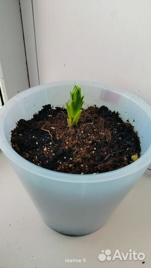 Азиатская лилия