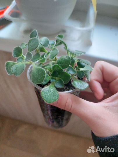 Аихризон дерево любви