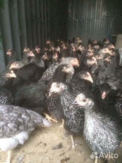Куры молодка