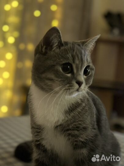 Кошка на вязку