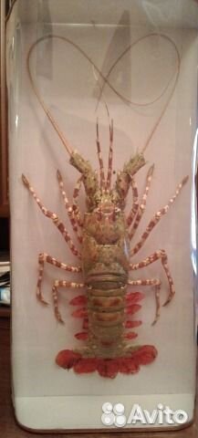 Чучело лангуста