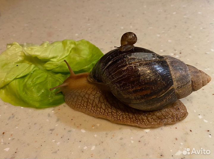 Улитки ахатины