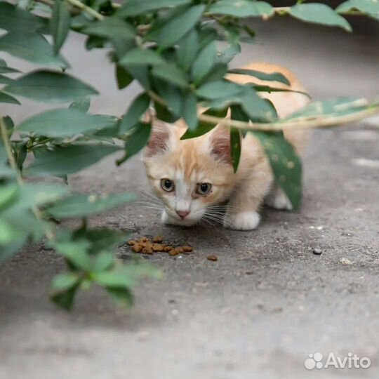 Котятки и их мама