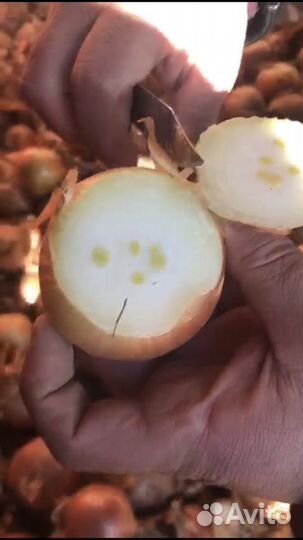 Лук на перо оптом от 5 тонн