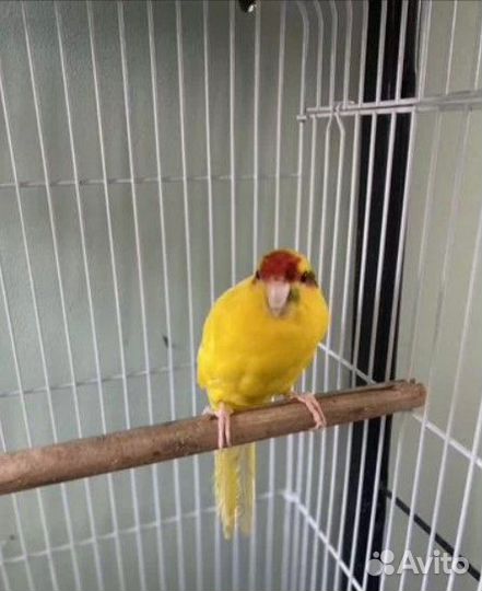 Попугай какарик