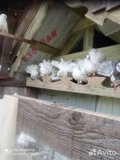 Голуби павлины