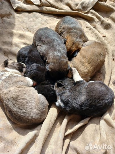 Щенки
