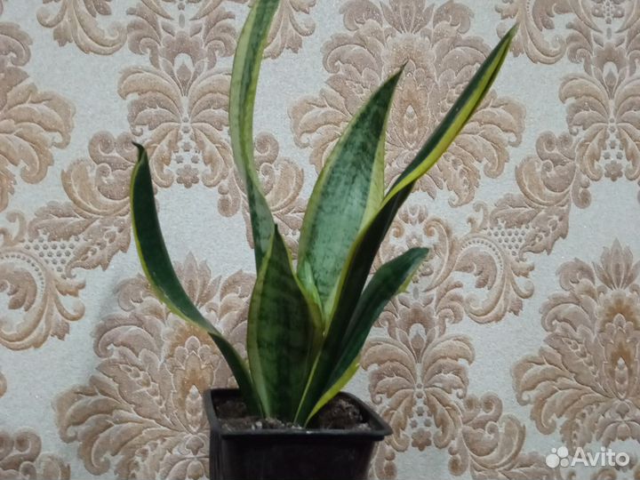 Сансевиерия