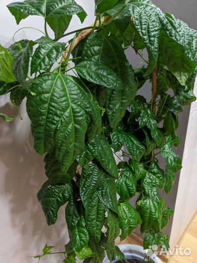 Пассифлора маракуйя