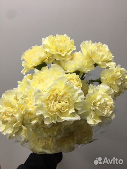 Гвоздики в ассортименте