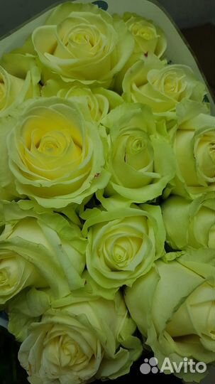 Свежесрезанные цветы