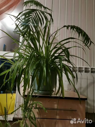 Комнатные растения цветы