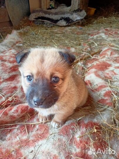 Щенята в добрые ручки