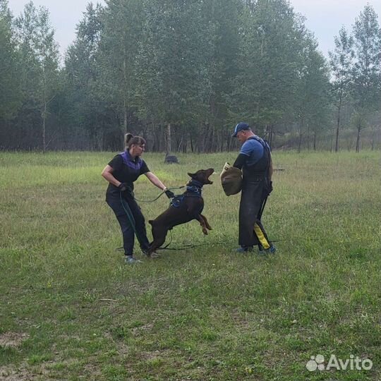 Доберман вязка