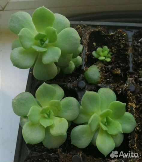 Комнатные цветы