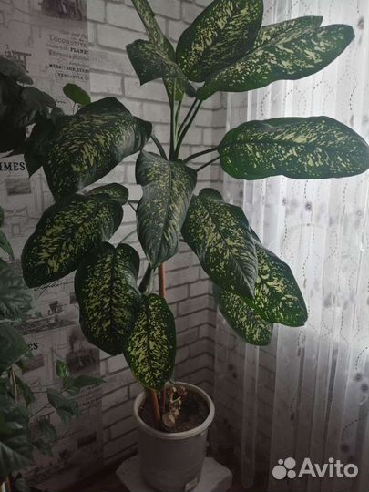 Диффенбахия