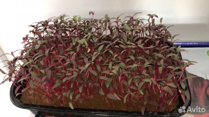 Микрозелень