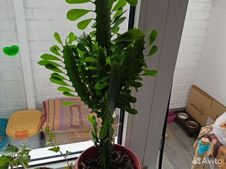 Молочай 60 см