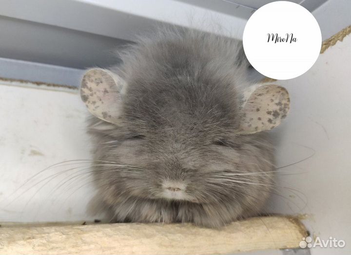 Шиншиллы. Редкие окрасы, Ангоры