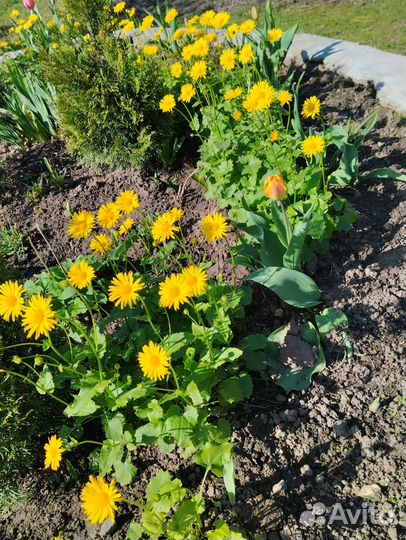 Хосты,гейхеры,гортензия