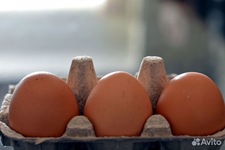 Упаковщица яиц вахтой (Тульская обл с проживанием)